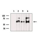 Phospho-AKT1 (Ser129) Antibody in Western Blot (WB)