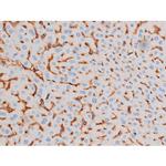 Phospho-IRS1 (Ser639) Antibody in Immunohistochemistry (Paraffin) (IHC (P))