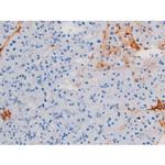 Phospho-IRS1 (Ser639) Antibody in Immunohistochemistry (Paraffin) (IHC (P))