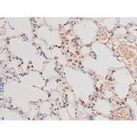 Phospho-alpha Adducin (Ser726) Antibody in Immunohistochemistry (Paraffin) (IHC (P))