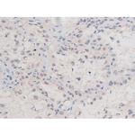 Phospho-alpha Adducin (Ser726) Antibody in Immunohistochemistry (Paraffin) (IHC (P))