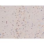 Phospho-alpha Adducin (Ser726) Antibody in Immunohistochemistry (Paraffin) (IHC (P))