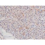 Phospho-alpha Adducin (Ser726) Antibody in Immunohistochemistry (Paraffin) (IHC (P))