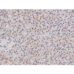 Phospho-alpha Adducin (Ser726) Antibody in Immunohistochemistry (Paraffin) (IHC (P))