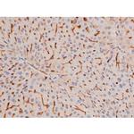 Phospho-alpha Adducin (Ser726) Antibody in Immunohistochemistry (Paraffin) (IHC (P))