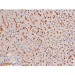 Phospho-alpha Adducin (Ser726) Antibody in Immunohistochemistry (Paraffin) (IHC (P))