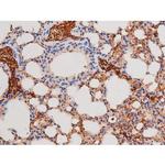 Phospho-alpha Adducin (Ser726) Antibody in Immunohistochemistry (Paraffin) (IHC (P))