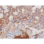 Phospho-alpha Adducin (Ser726) Antibody in Immunohistochemistry (Paraffin) (IHC (P))
