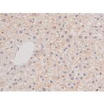 Phospho-alpha Adducin (Ser726) Antibody in Immunohistochemistry (Paraffin) (IHC (P))