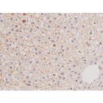Phospho-alpha Adducin (Ser726) Antibody in Immunohistochemistry (Paraffin) (IHC (P))