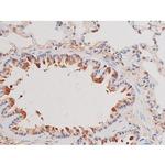 Phospho-alpha Adducin (Ser726) Antibody in Immunohistochemistry (Paraffin) (IHC (P))