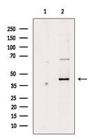 Phospho-MEK2 (Thr394) Antibody in Western Blot (WB)