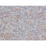 Phospho-Alpha-synuclein (Ser129) Antibody in Immunohistochemistry (Paraffin) (IHC (P))
