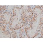 Phospho-Alpha-synuclein (Ser129) Antibody in Immunohistochemistry (Paraffin) (IHC (P))