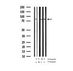 Phospho-STAT5 alpha (Ser780) Antibody in Western Blot (WB)