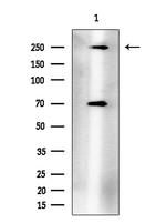 Phospho-mTOR (Thr2446) Polyclonal Antibody