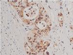 Phospho-Caspase 3 (Ser150) Polyclonal Antibody