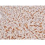 Phospho-SYK (Tyr525) Antibody in Immunohistochemistry (Paraffin) (IHC (P))