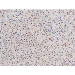 Phospho-GATA4 (Ser262) Antibody in Immunohistochemistry (Paraffin) (IHC (P))
