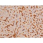 Phospho-GATA4 (Ser262) Antibody in Immunohistochemistry (Paraffin) (IHC (P))