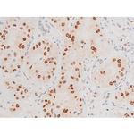 Phospho-JNK1/JNK2/JNK3 (Thr183, Tyr185) Antibody in Immunohistochemistry (Paraffin) (IHC (P))