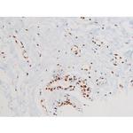 Phospho-JNK1/JNK2/JNK3 (Thr183, Tyr185) Antibody in Immunohistochemistry (Paraffin) (IHC (P))