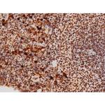 Phospho-JNK1/JNK2/JNK3 (Thr183, Tyr185) Antibody in Immunohistochemistry (Paraffin) (IHC (P))