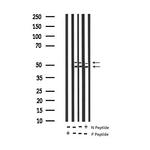 Phospho-JNK1/JNK2/JNK3 (Thr183, Tyr185) Antibody in Western Blot (WB)