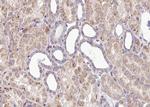 Phospho-SOX9 (Ser181) Antibody in Immunohistochemistry (Paraffin) (IHC (P))