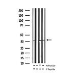 Phospho-Ephrin B2 (Tyr330) Polyclonal Antibody