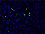 Phospho-LIMK1 (Thr508) Antibody in Immunohistochemistry (IHC)