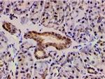 Phospho-LIMK1 (Thr508) Antibody in Immunohistochemistry (Paraffin) (IHC (P))