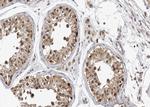 Phospho-Caspase 9 (Thr125) Antibody in Immunohistochemistry (Paraffin) (IHC (P))