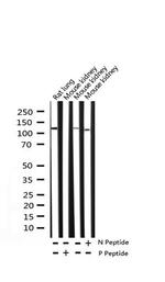 Phospho-p130Cas (Tyr410) Antibody in Western Blot (WB)