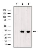 Phospho-S6 (Ser235) Antibody in Western Blot (WB)