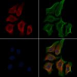 Phospho-S6 (Ser235) Polyclonal Antibody