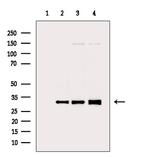 Phospho-S6 (Ser235) Antibody in Western Blot (WB)