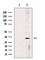 Phospho-S6 (Ser235) Antibody in Western Blot (WB)