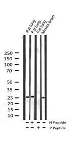Phospho-14-3-3 zeta (Ser58) Antibody in Western Blot (WB)