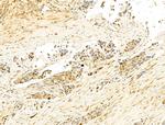 Phospho-Histone H3 (Ser11) Antibody in Immunohistochemistry (Paraffin) (IHC (P))