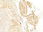 Phospho-Histone H3 (Ser11) Antibody in Immunohistochemistry (Paraffin) (IHC (P))