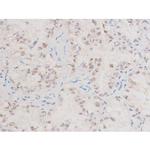 Phospho-XIAP (Ser87) Polyclonal Antibody