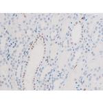 Phospho-FOXO4 (Thr451) Antibody in Immunohistochemistry (Paraffin) (IHC (P))