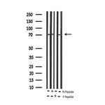 Phospho-RelB (Ser573) Antibody in Western Blot (WB)