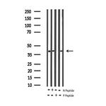 Phospho-MEK1 (Thr292) Antibody in Western Blot (WB)