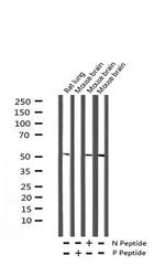 Phospho-MAP2K1/MAP2K2 (Ser218) Antibody in Western Blot (WB)
