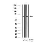 Phospho-NFkB p65 (Ser311) Antibody in Western Blot (WB)