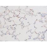 Phospho-Dynamin 1 (Ser774) Antibody in Immunohistochemistry (Paraffin) (IHC (P))