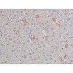 Phospho-FAK (Tyr576) Antibody in Immunohistochemistry (Paraffin) (IHC (P))