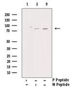 Phospho-PKC zeta (Thr560) Antibody in Western Blot (WB)
